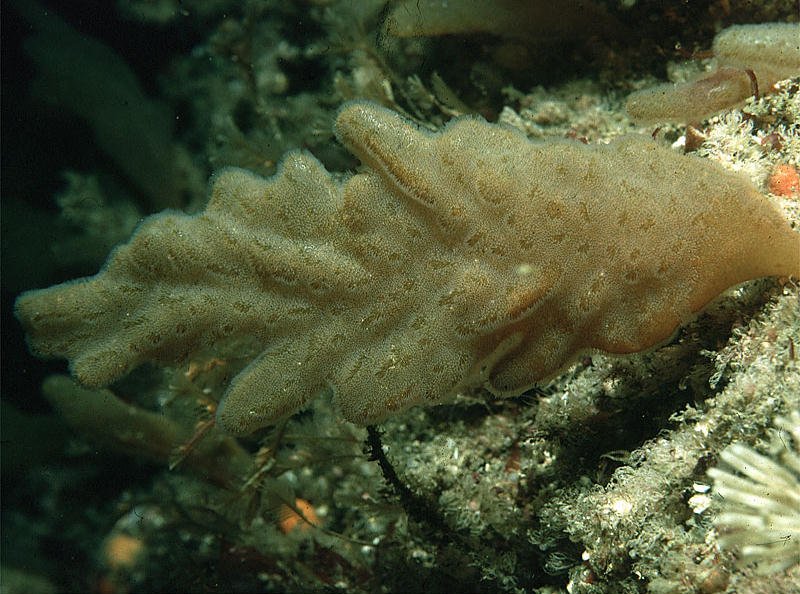 Alcyonidium diaphanum